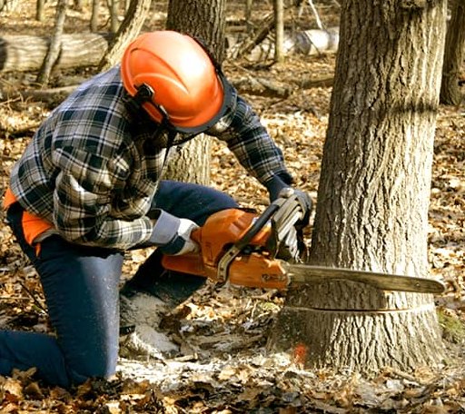 Tree Removal in Burbank, IL